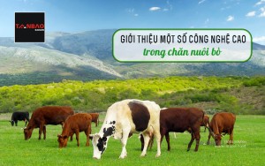 Giới thiệu một số công nghệ cao trong chăn nuôi bò