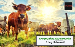 Áp dụng hàng rào xung điện trong chăn nuôi