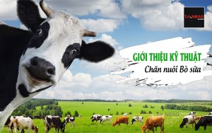 Giới thiệu kỹ thuật chăn nuôi bò sữa