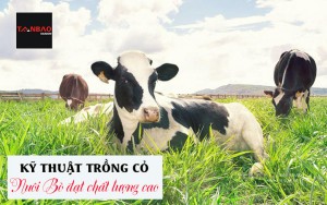 Kỹ thuật trồng cỏ nuôi bò đạt chất lượng cao