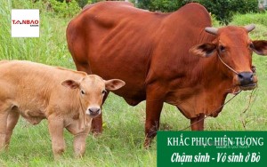 Biện pháp khắc phục hiện tượng Chậm sinh - Vô sinh ở bò