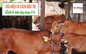 Dấu hiệu và cách điều trị bệnh lở mồm lăng móng ở bò