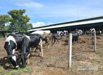 Lắp đặt hàng rào xung điện trang trại bò Kobe