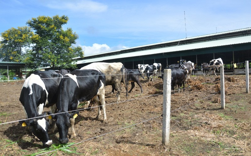 Lắp đặt hàng rào xung điện trang trại bò Kobe
