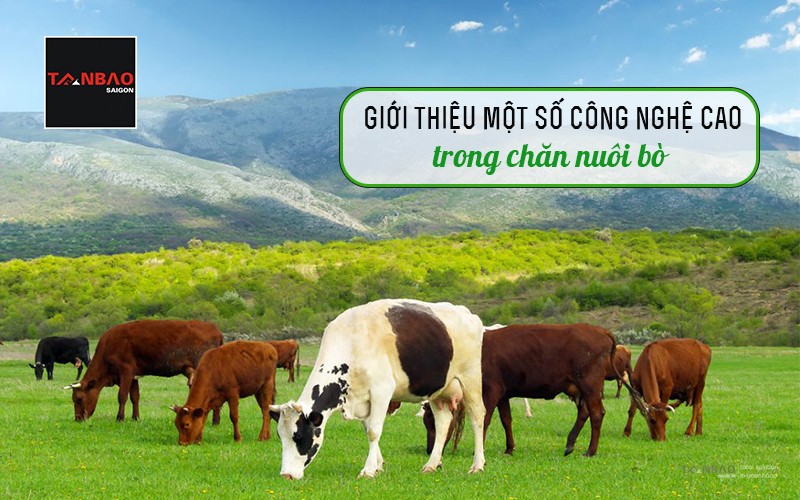 Giới thiệu một số công nghệ cao trong chăn nuôi bò