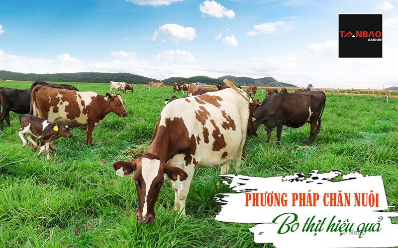 Phương pháp chăn nuôi bò thịt hiệu quả