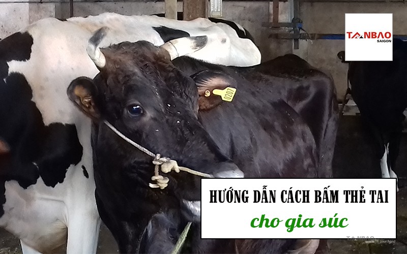 Hướng dẫn cách bấm thẻ tai cho gia súc