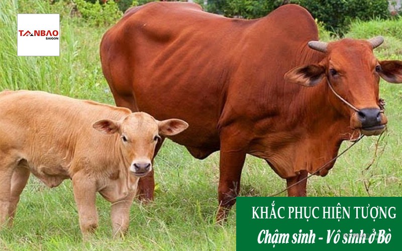 Biện pháp khắc phục hiện tượng Chậm sinh - Vô sinh ở bò