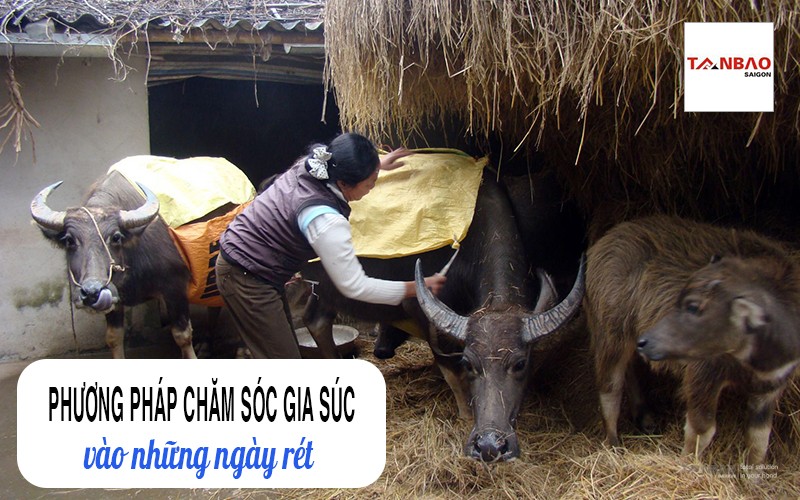 Phương pháp chăm sóc gia súc vào những ngày rét