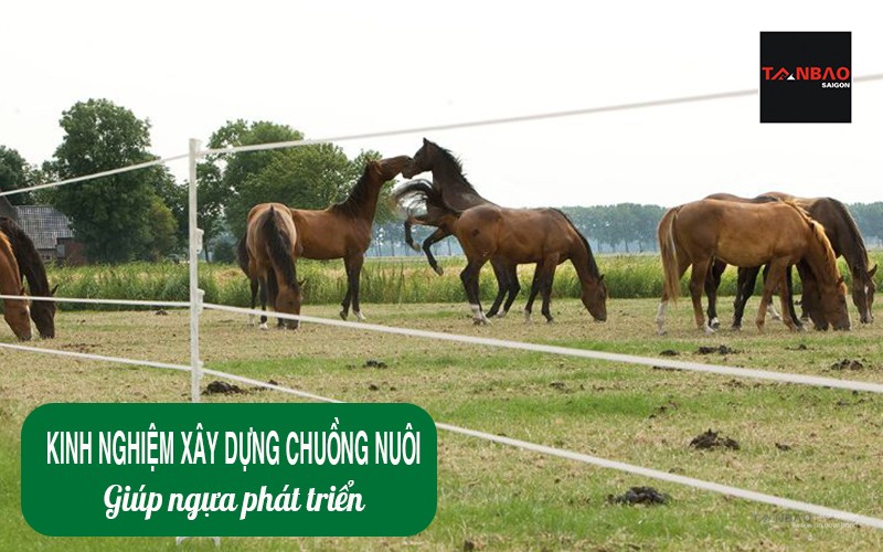 Kinh nghiệm xây dựng chuồng nuôi giúp ngựa phát triển