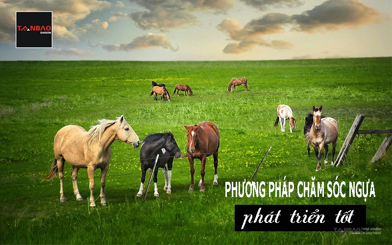 Phương pháp chăm sóc ngựa phát triển tốt