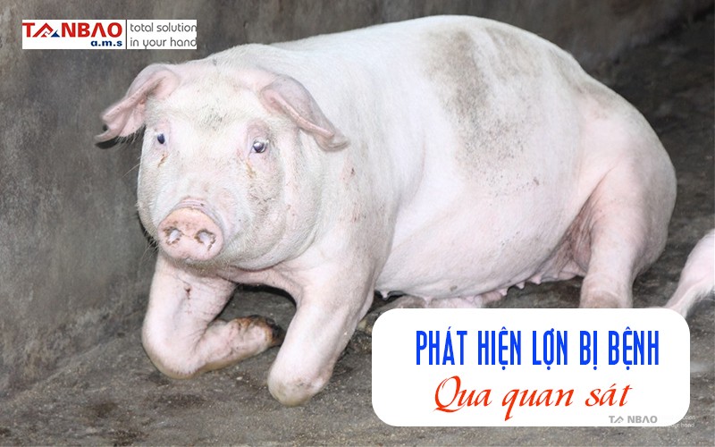 Phát hiện lợn bị bệnh qua quan sát