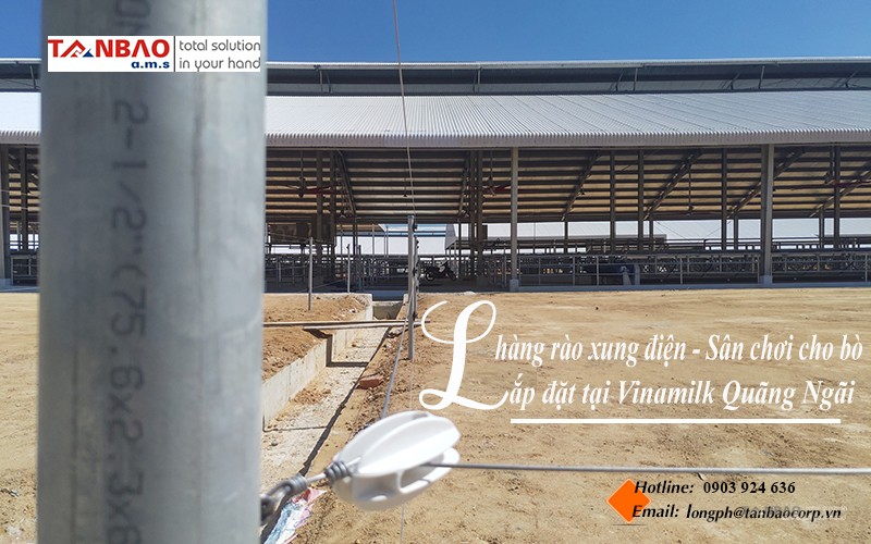 Lắp đặt hàng rào xung điện - sân chơi cho bò tại Vinamilk Quãng Ngãi